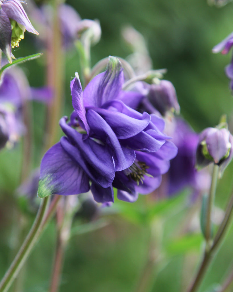 Nahaufnahme einer gefüllten Blüte der Akelei (Aquilegia vulgaris ‘Blue Barlow’) in intensivem Blau-Violett.