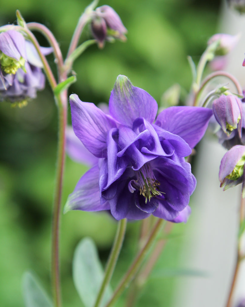 Nahaufnahme einer gefüllten Blüte der Akelei (Aquilegia vulgaris ‘Blue Barlow’) in intensivem Blau-Violett.