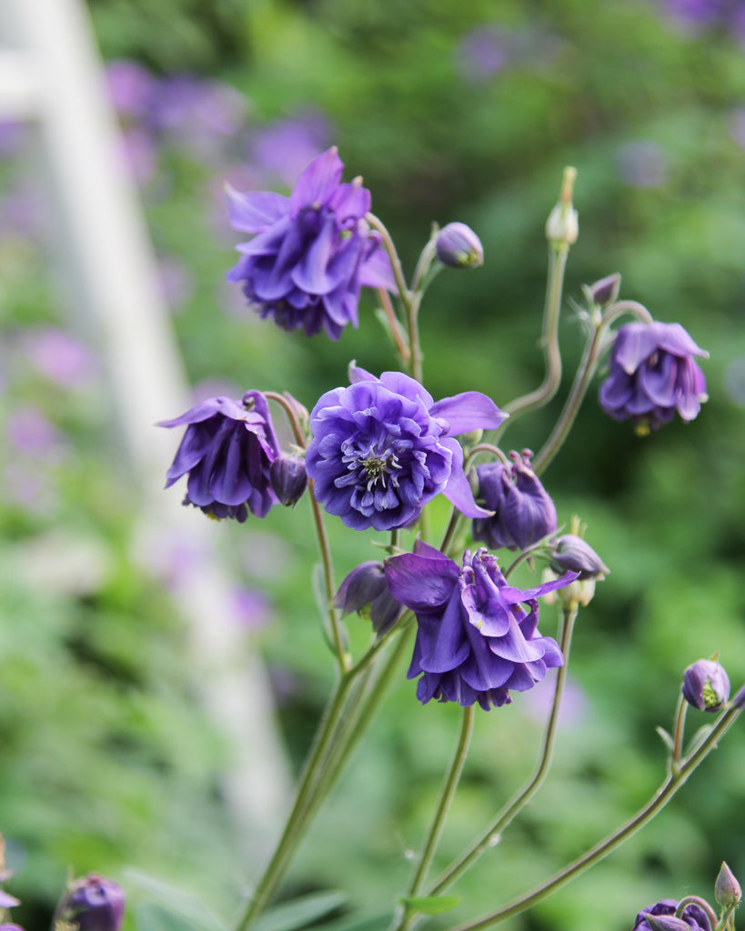 Akelei (Aquilegia vulgaris ‘Blue Barlow’) im natürlichen Wuchs mit aufrechten Stielen und gefüllten, blau-violetten Blüten.