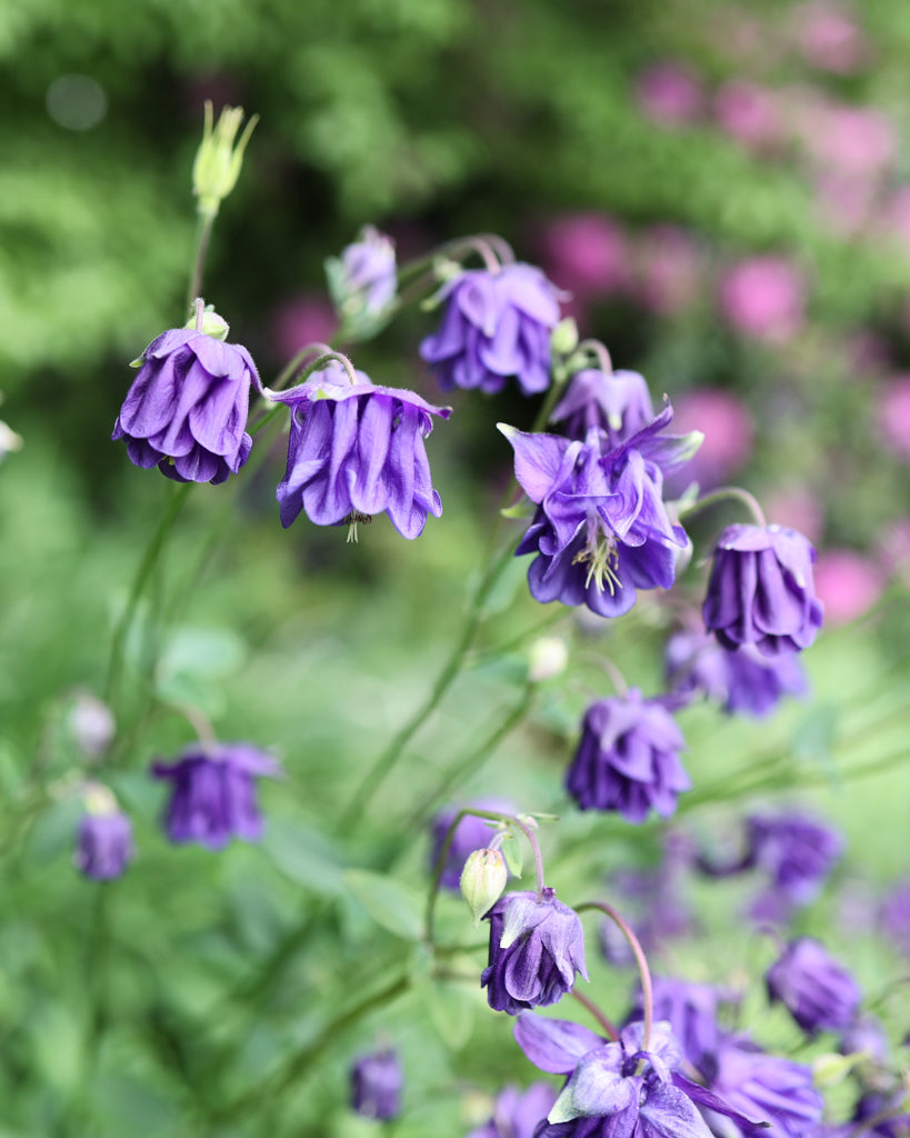 Mehrere Akeleien (Aquilegia vulgaris ‘Blue Barlow’) im natürlichen Wuchs mit aufrechten Stielen und gefüllten, blau-violetten Blüten.