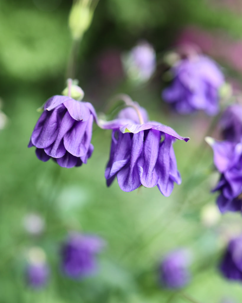 Seitliche Nahaufnahme von zwei gefüllten Blüte der Akelei (Aquilegia vulgaris ‘Blue Barlow’) in intensivem Blau-Violett.