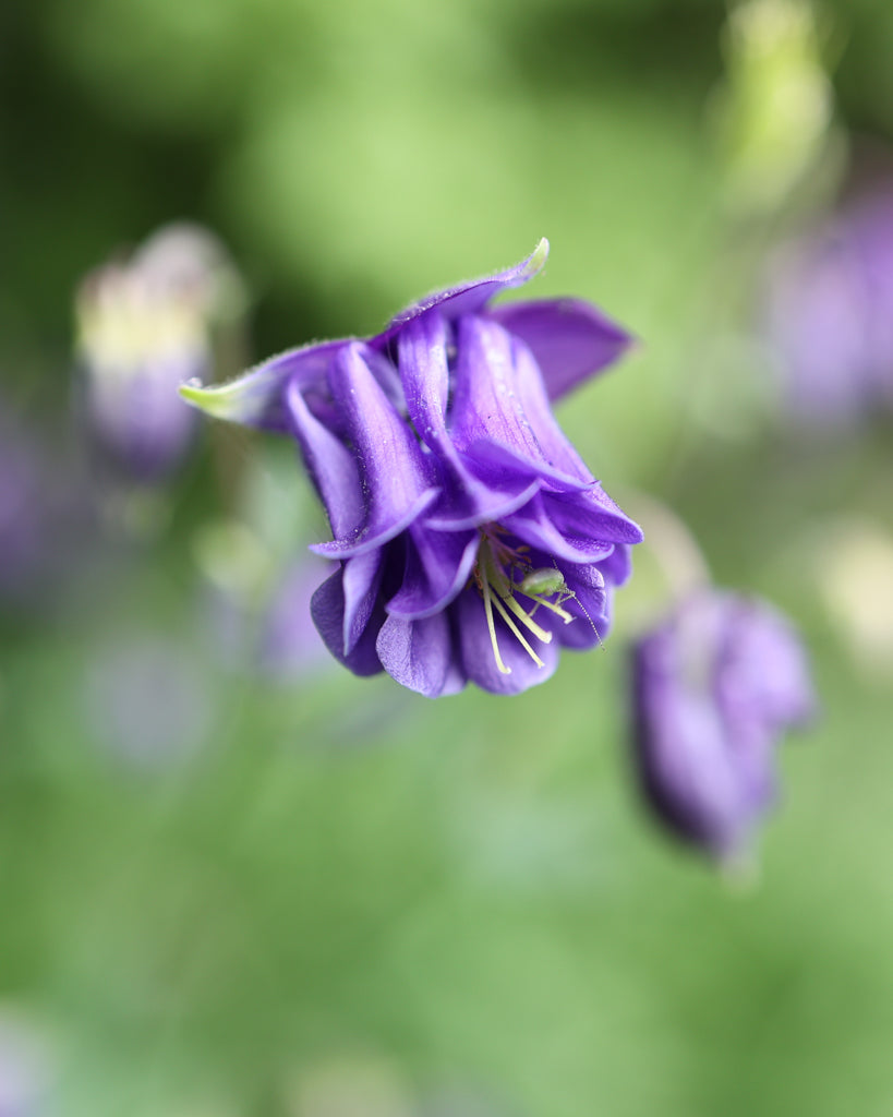 Nahaufnahme einer gefüllten Blüte der Akelei (Aquilegia vulgaris ‘Blue Barlow’) in intensivem Blau-Violett.