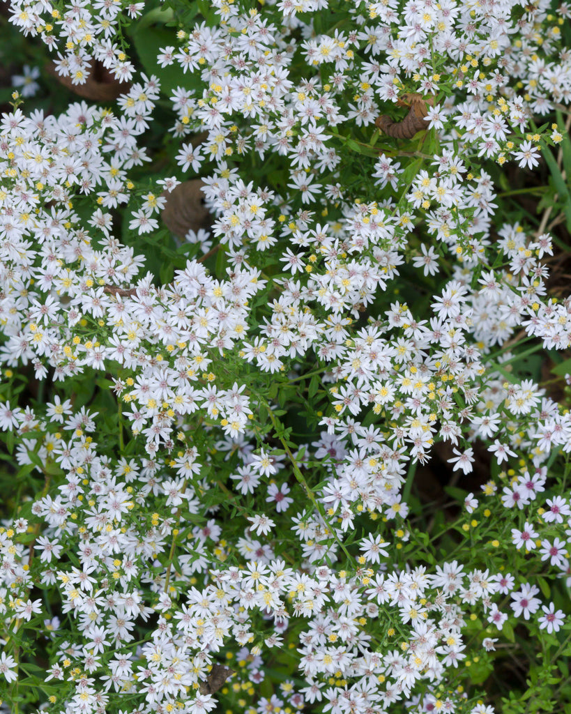 Mehrere Myrthen-Astern (Aster ericoides) im natürlichen Wuchs mit zahlreichen kleinen, weißen Blüten und feinem Laub.