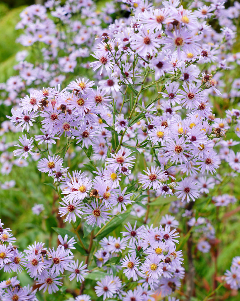 Prärie-Aster (Aster turbinellus) im natürlichen Wuchs mit zahlreichen lilafarbenen Blüten und feinem Laub.