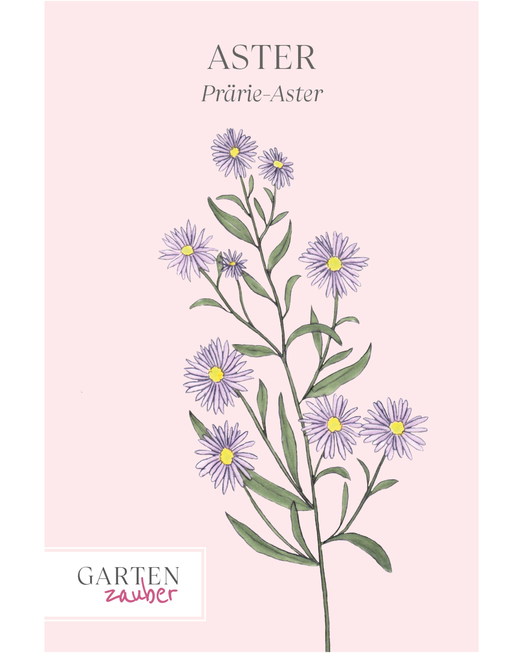 Vorderseite der Saatguttüte Prärie-Aster – Aster turbinellus mit handgezeichneter Illustration der filigranen, sternförmigen Blüten aus der Gartenzauber-Saatgutserie.
