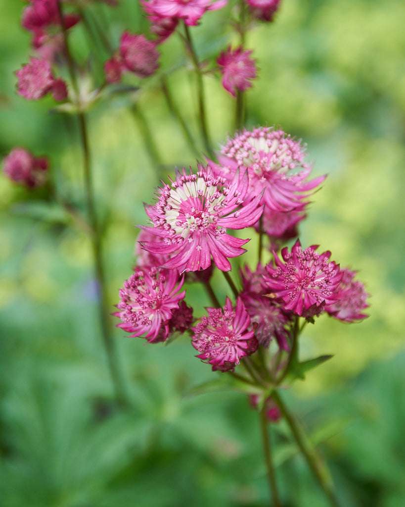 Bluehende Pflanze Sterndolde 'Rosensinfonie'