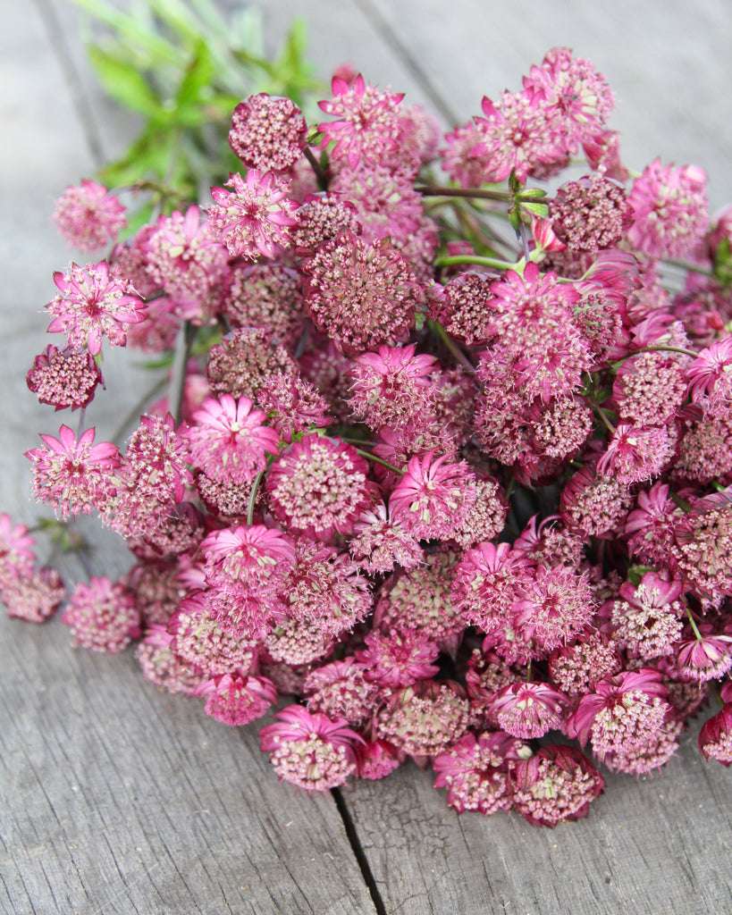 Astrantia Major-Hybr. aus der Gartenzauber-Saatgutserie