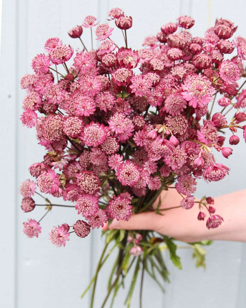 Astrantia Major-Hybr. aus der Gartenzauber-Saatgutserie