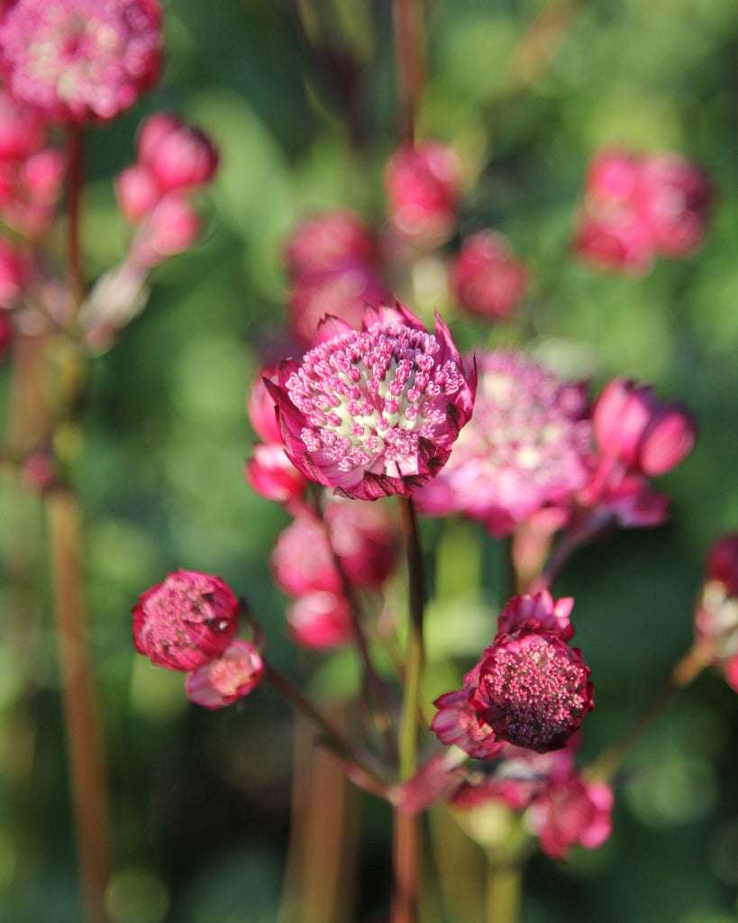 Bluehende Pflanze Sterndolde 'Rosensinfonie'