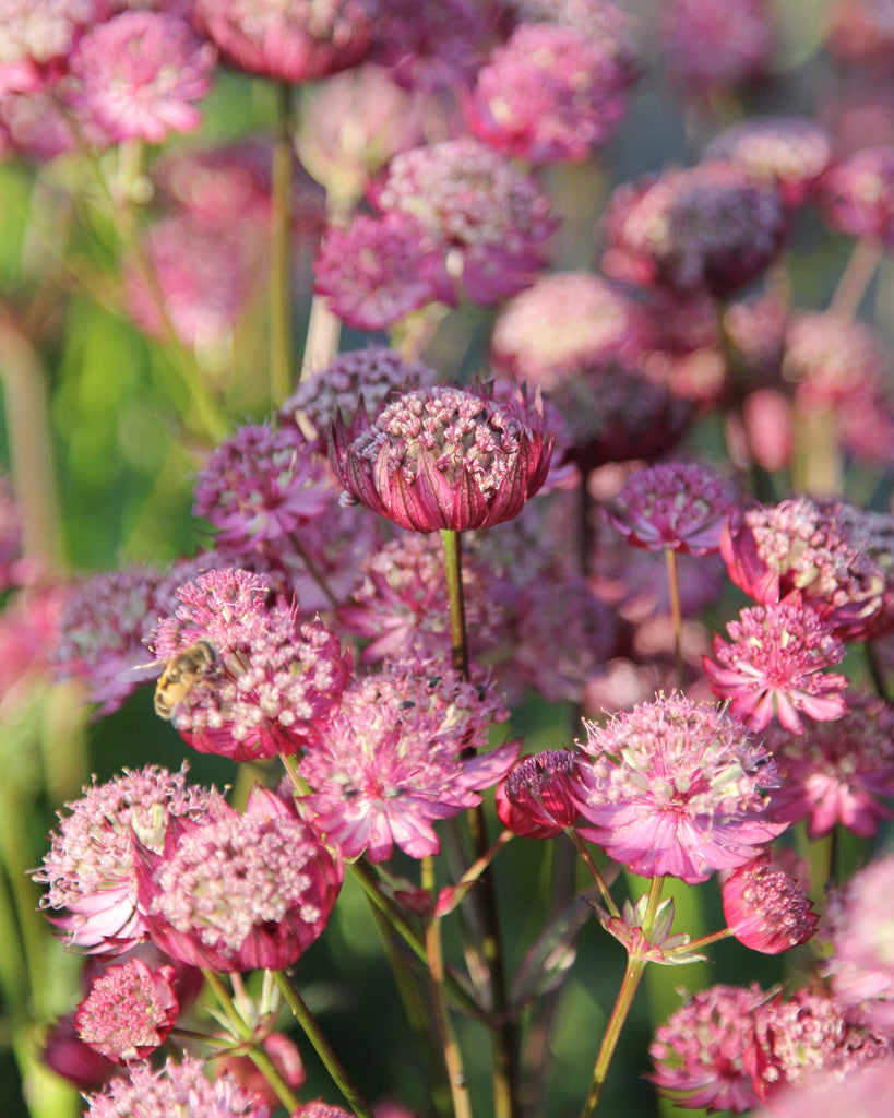 Bluehende Pflanze Sterndolde 'Rosensinfonie'