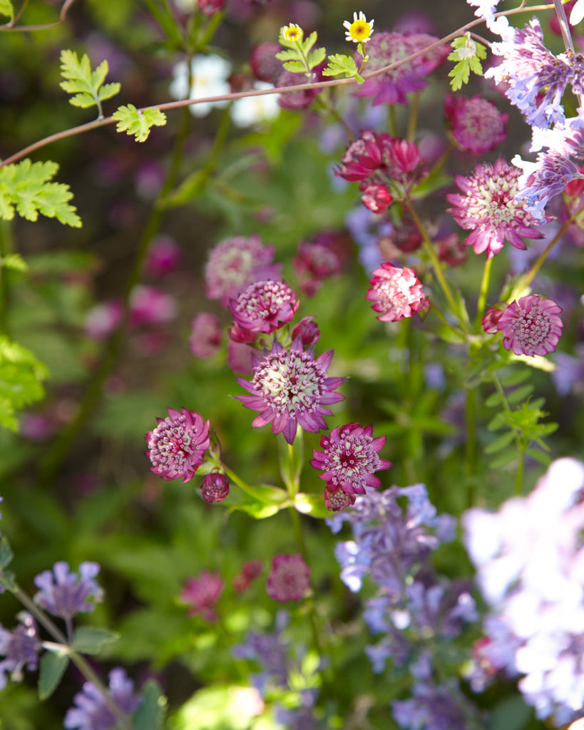 Bluehende Pflanze Sterndolde 'Rosensinfonie'