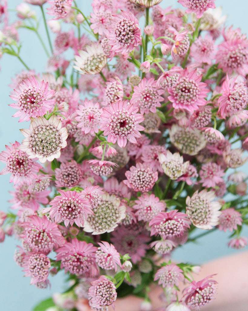 Astrantia maxima aus der Gartenzauber-Saatgutserie