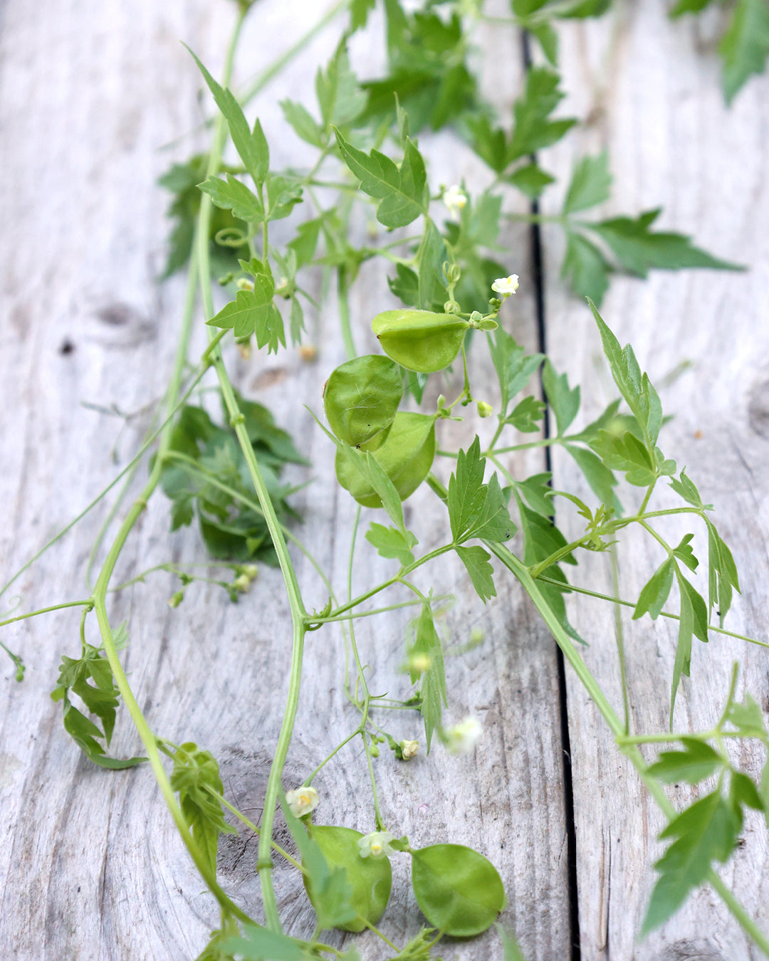 Bluehende Pflanze Ballonrebe-Cardiospermum halicacabum aus der Gartenzauber-Saatgutserie