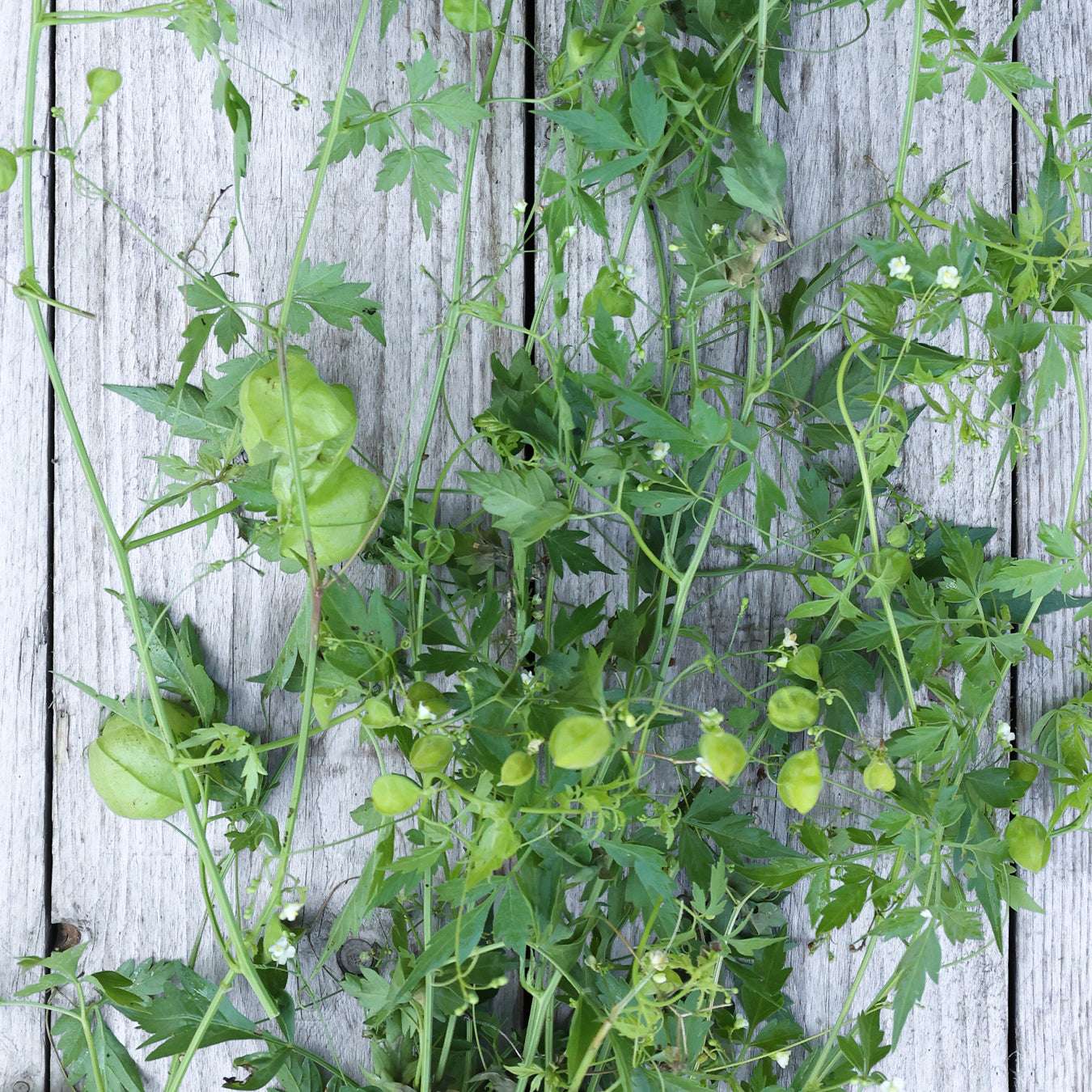 Bluehende Pflanze Ballonrebe-Cardiospermum halicacabum aus der Gartenzauber-Saatgutserie