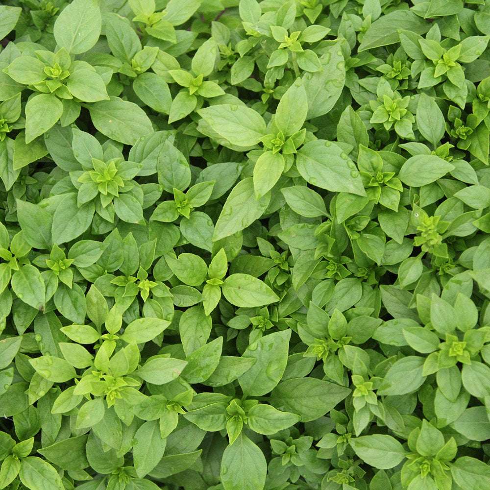 Basil 'Bush Basil' - Ocimum basilicum