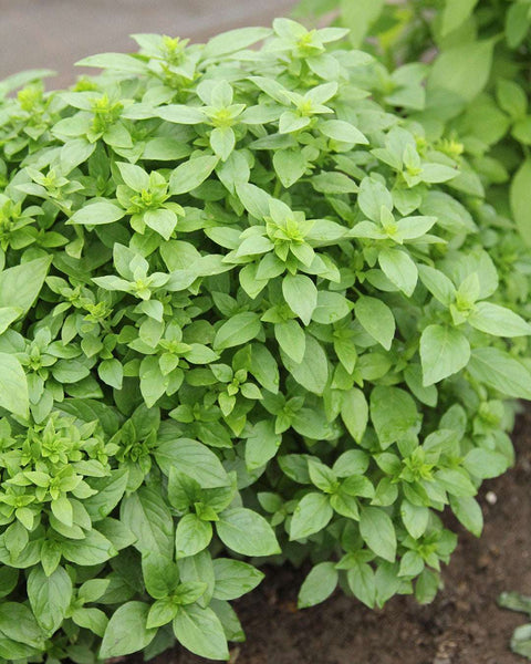 Buy basil 'bush basil' – Gartenzauber