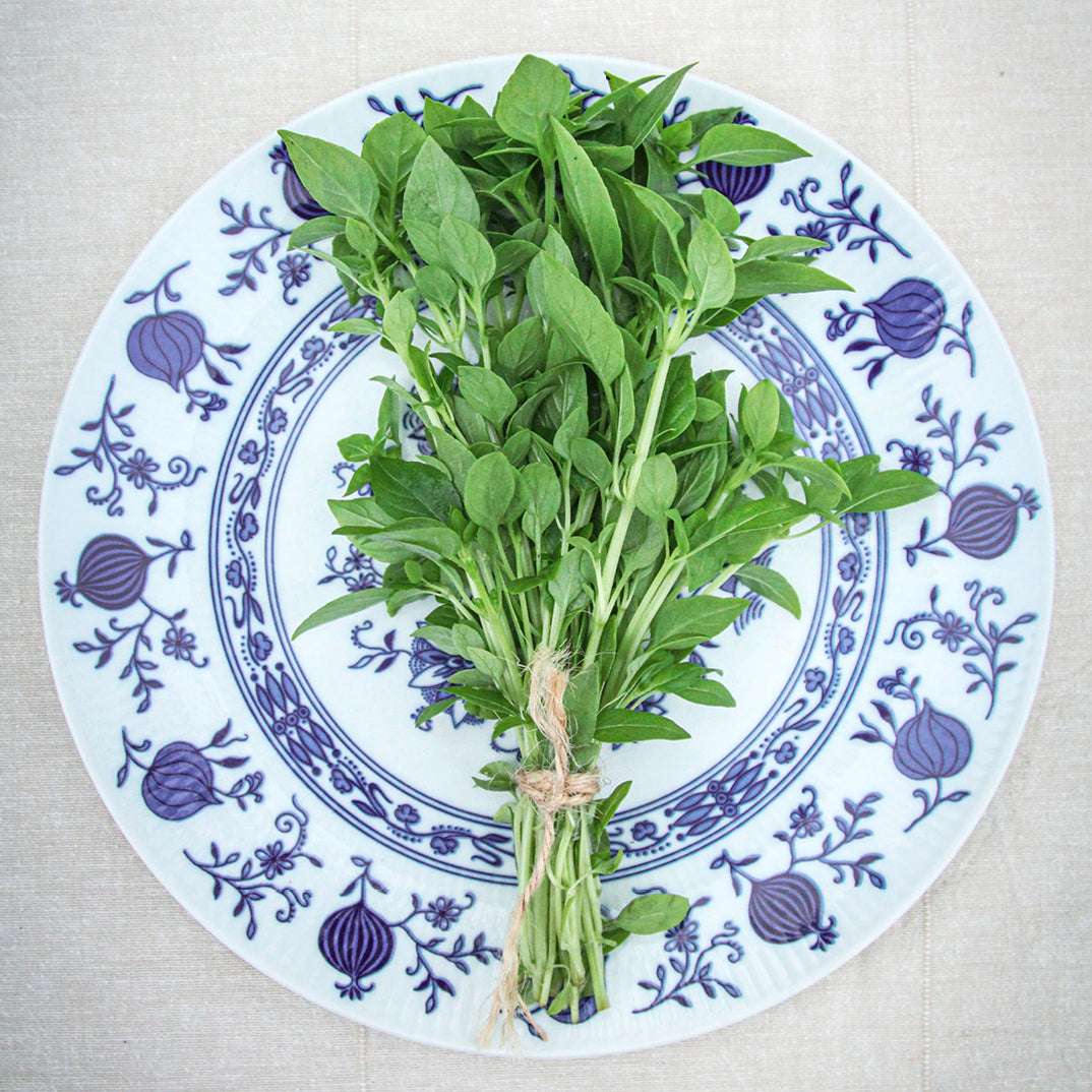 Basil 'Bush Basil' - Ocimum basilicum