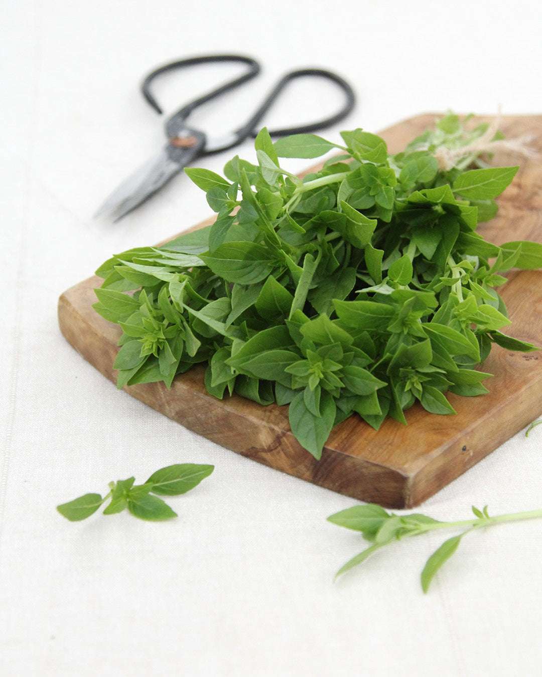 Basil 'Bush Basil' - Ocimum basilicum