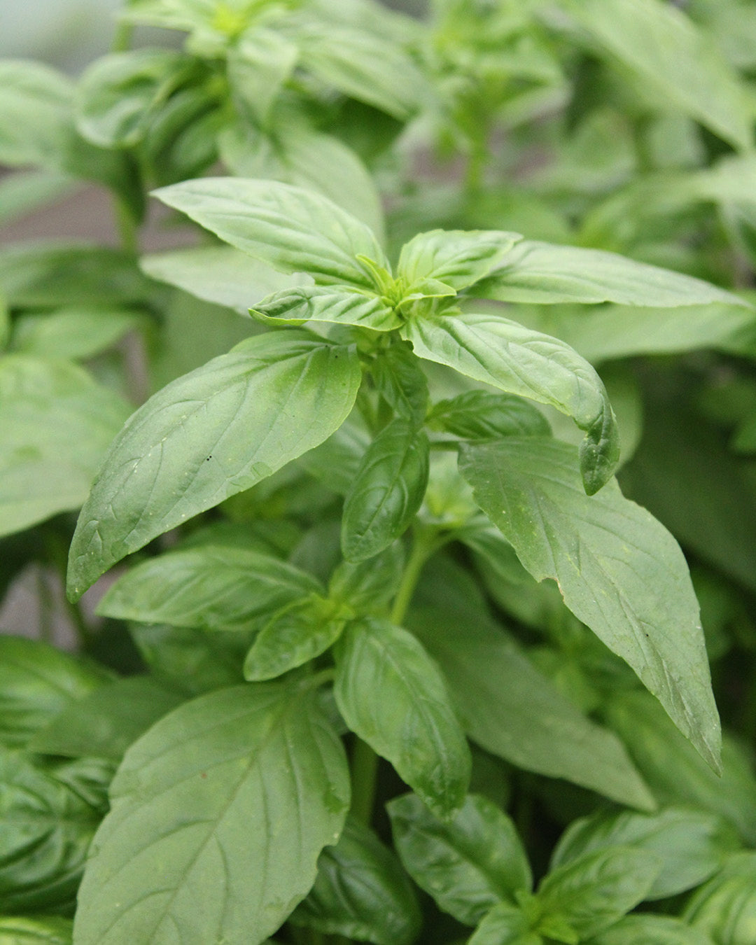 Basil 'Genovese Basil' - Ocimum basilicum