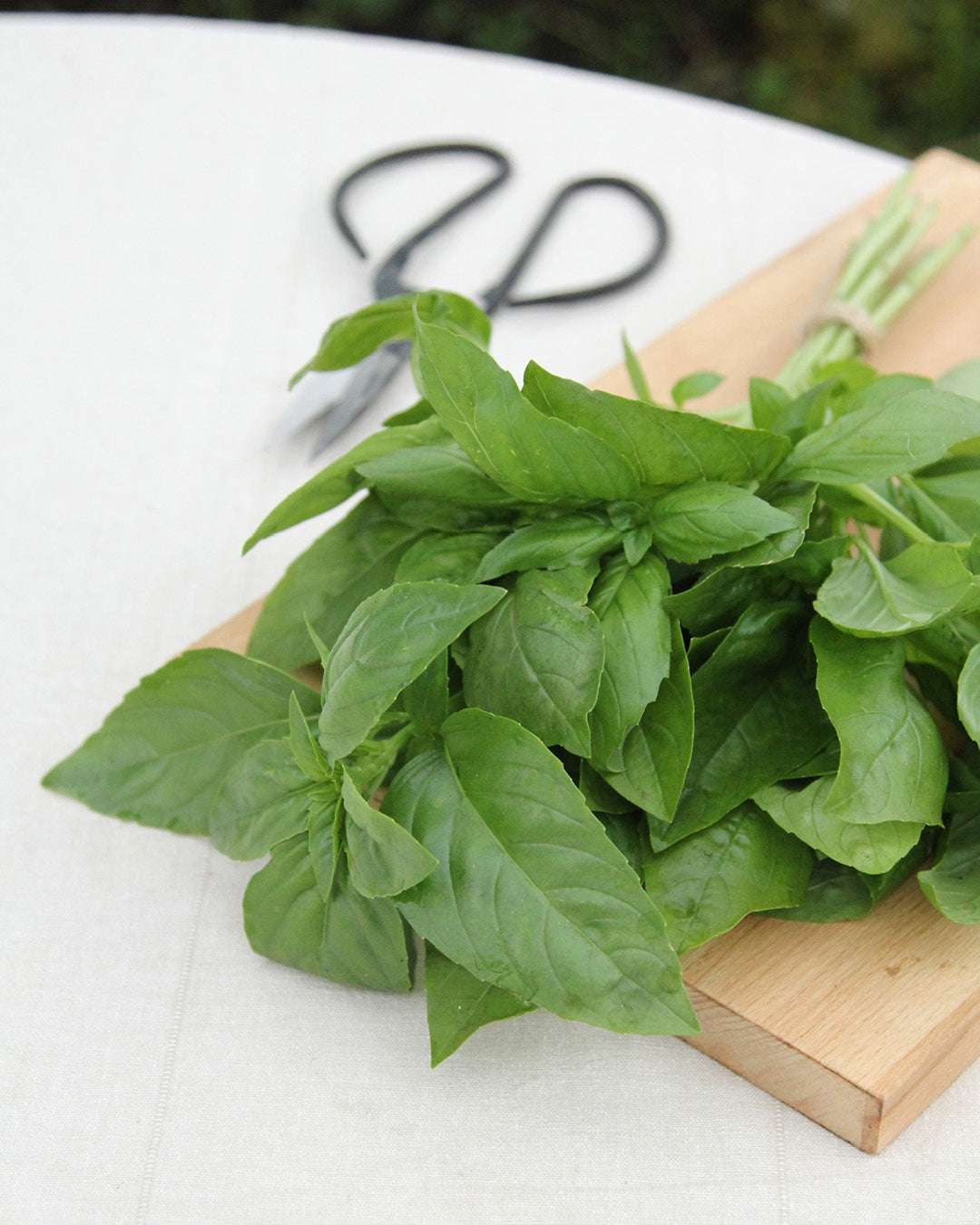 Basil 'Genovese Basil' - Ocimum basilicum