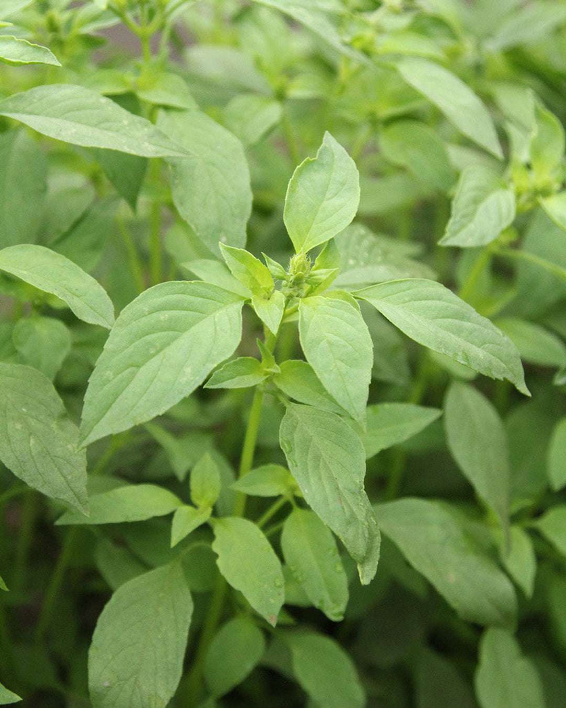 Basilikum 'Limonenbasilikum' BIO - Ocimum basilicum