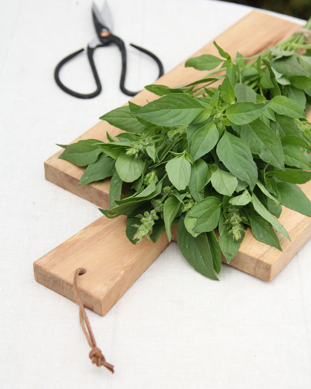 Basil 'Lemon Basil' - Ocimum basilicum