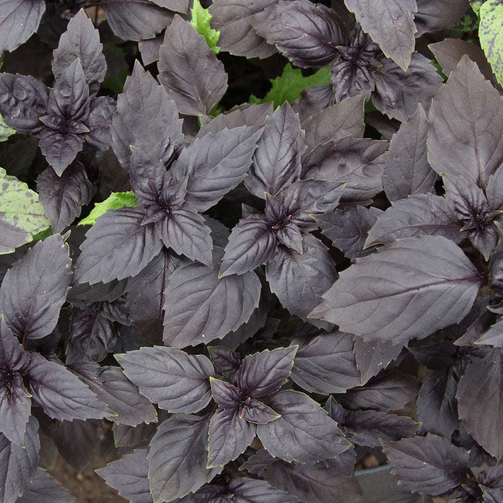 Basil 'Red Basil' - Ocimum basilicum