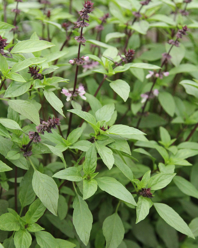 Basilikum 'Thai Basilikum' - Ocimum basilicum