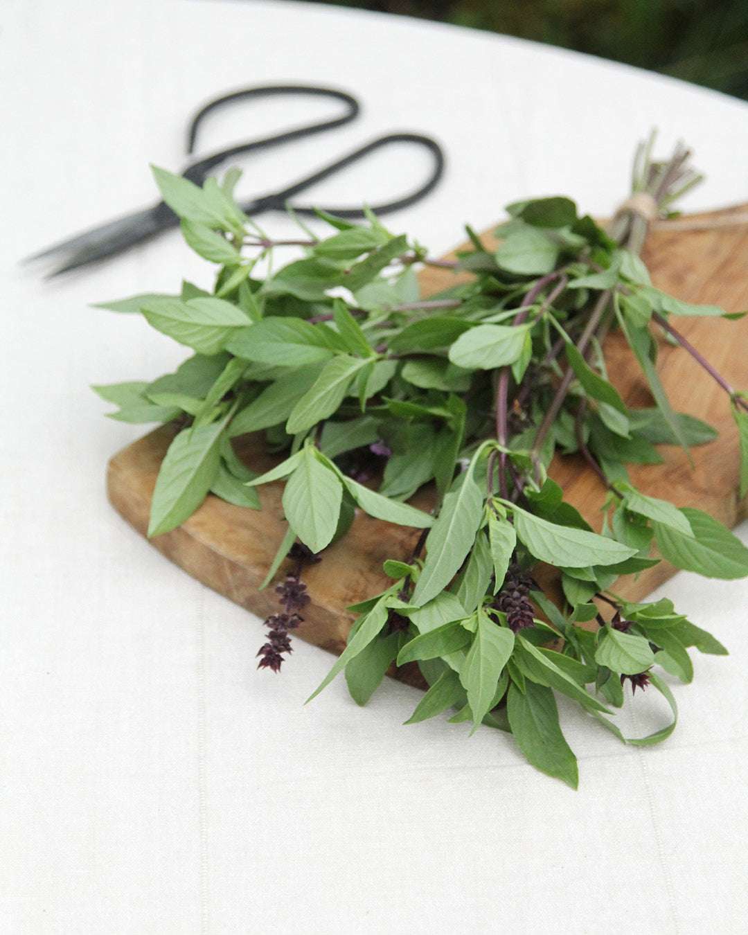 Basil 'Thai Basil' - Ocimum basilicum