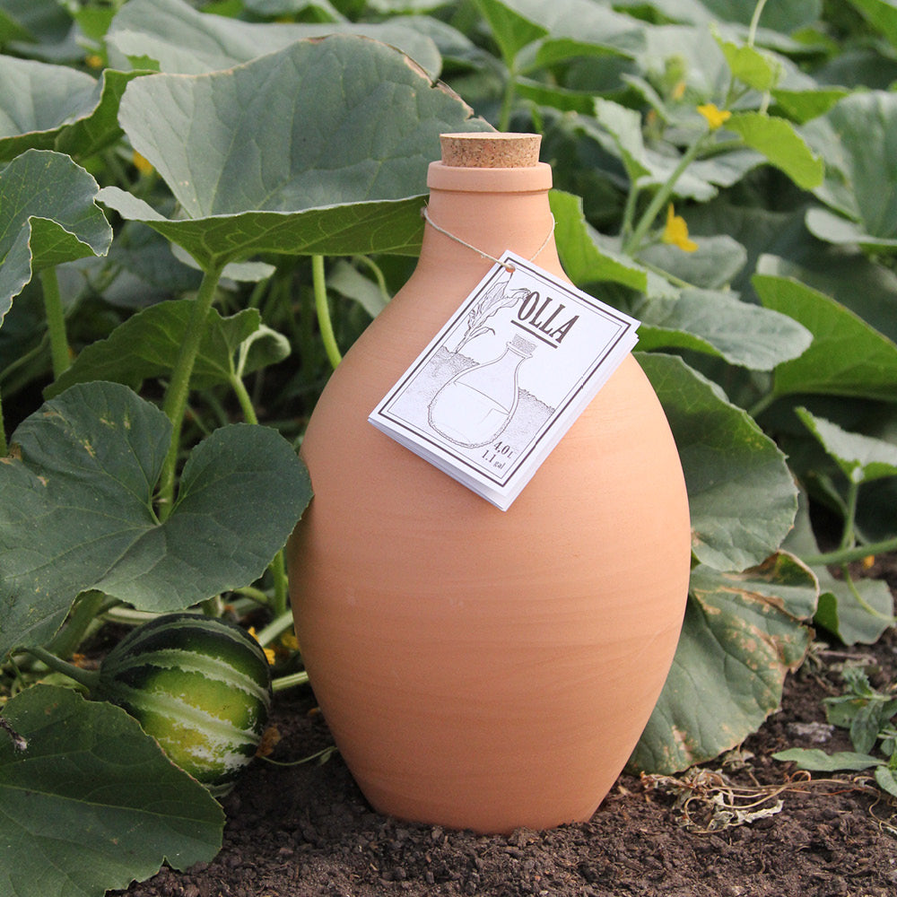Tontopf-Bewässerungstopf Olla, 4 Liter, zwischen grünem Laub und Erde, mit Korkverschluss und Etikett im Garten platziert.
