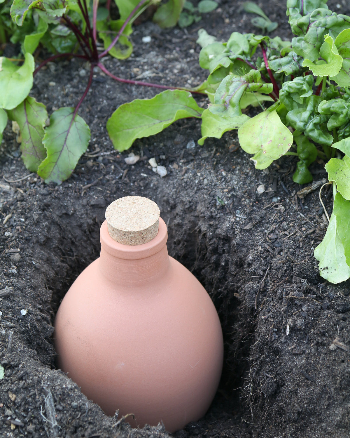 Tonbewässerungstopf Olla, 1,9 Liter, eingebettet in Erde mit einer Korkabdeckung, umgeben von grünen Pflanzen im Garten.