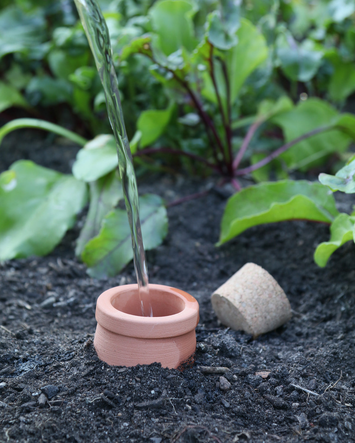 Ein Terrakotta-Bewässerungstopf Olla mit Korkdeckeln 