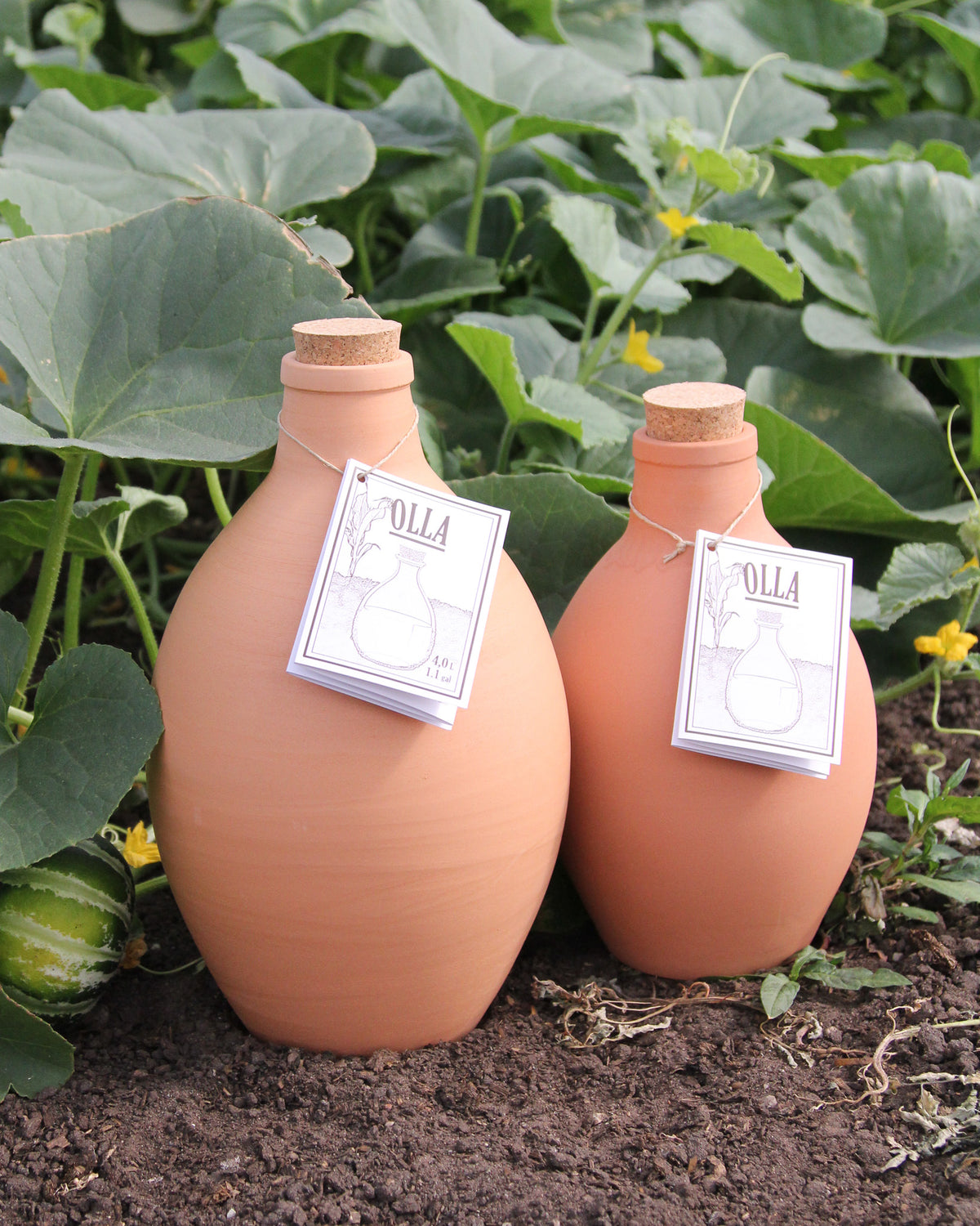 Zwei Terrakotta-Bewässerungstöpfe Olla mit Korkdeckeln stehen draußen  inmitten grüner Pflanzen in einem Gartenbeet.