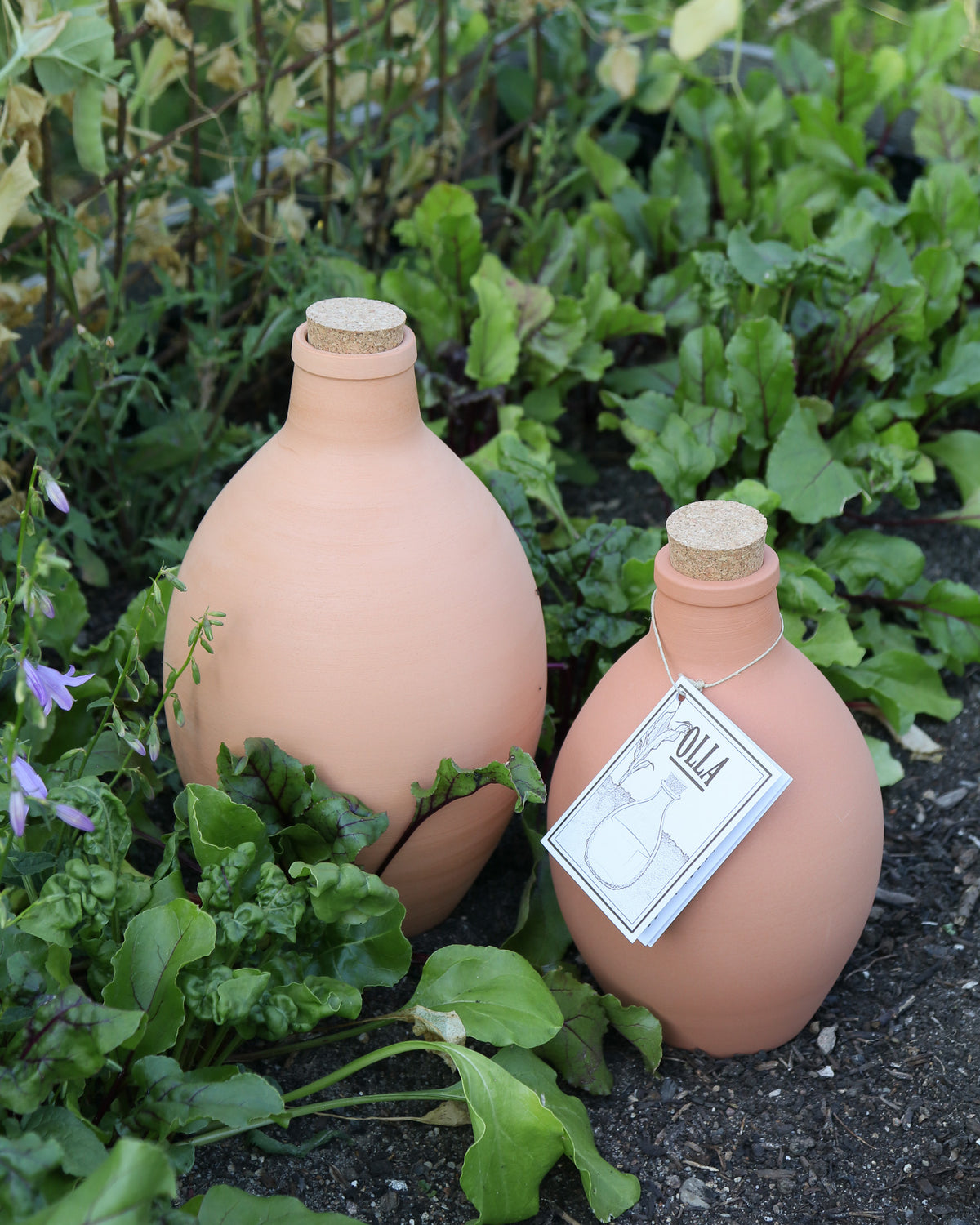 Zwei Terrakotta-Bewässerungstöpfe Olla mit Korkdeckeln stehen draußen  inmitten grüner Pflanzen in einem Gartenbeet.