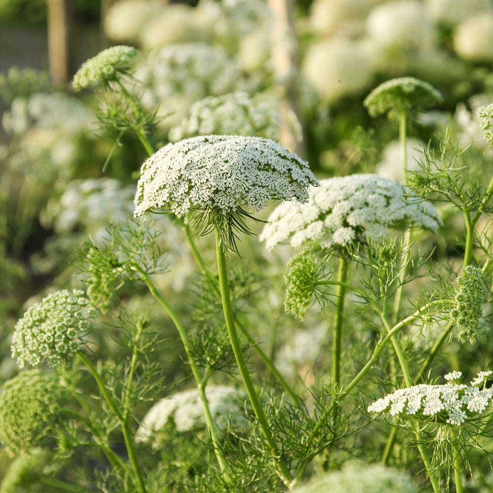 Bluehende Pflanze Bischofskraut ‘Green mist‘ Ammi visnaga aus der Gartenzauber-Saatgutserie