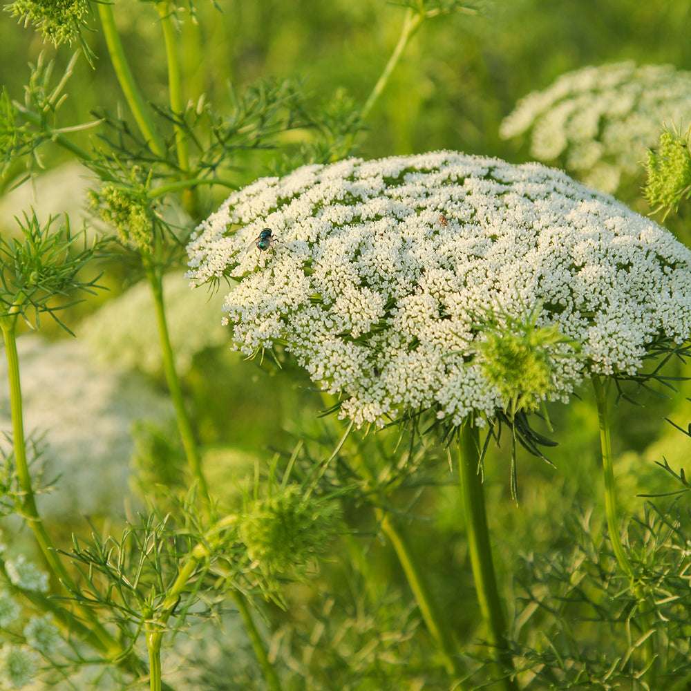 Bluehende Pflanze Bischofskraut ‘Green mist‘ Ammi visnaga aus der Gartenzauber-Saatgutserie