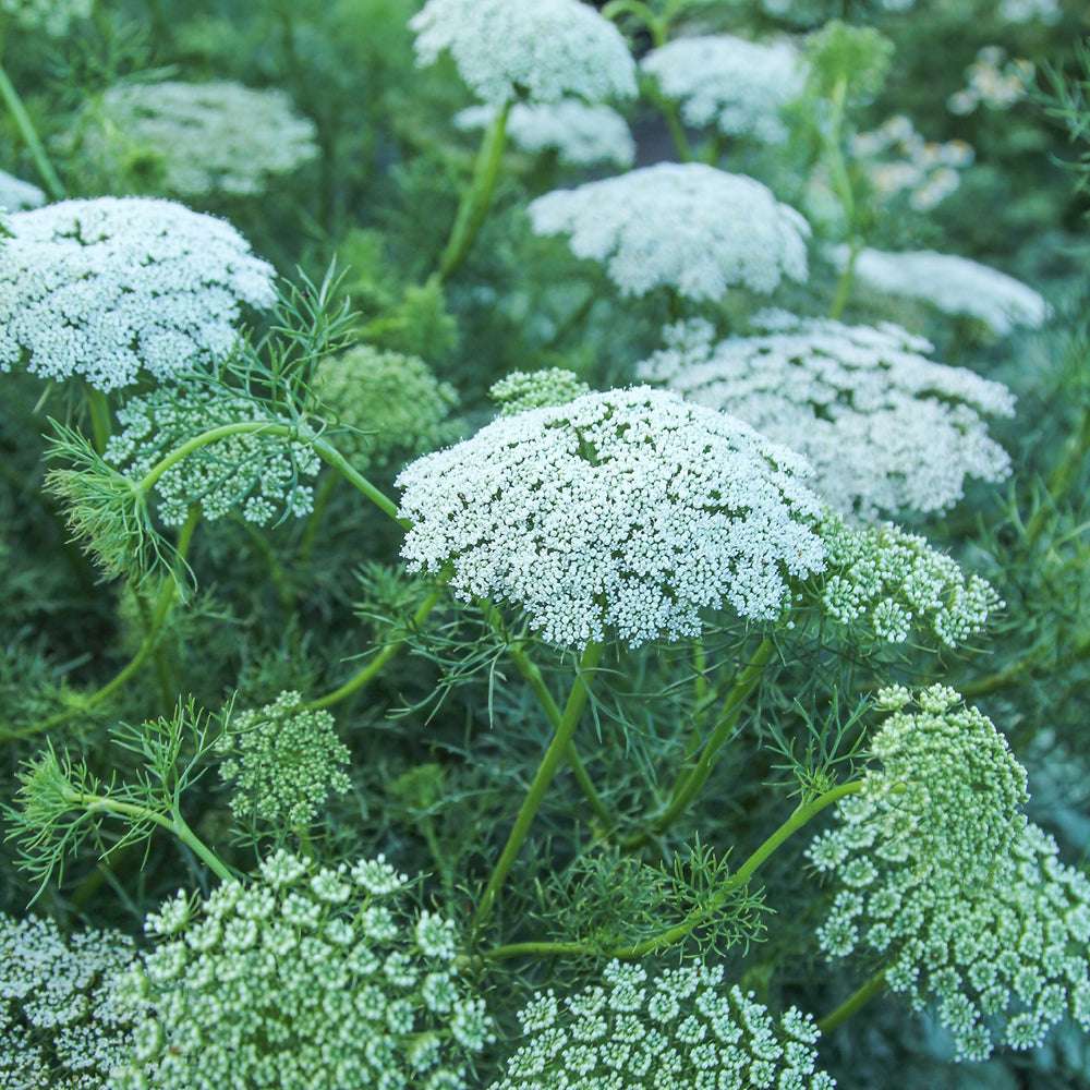 Bluehende Pflanze Bischofskraut ‘Green mist‘ Ammi visnaga aus der Gartenzauber-Saatgutserie
