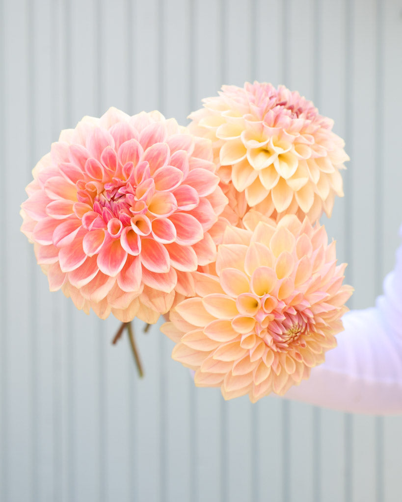 Drei Blüten der Dahliensorte Bloomquist Alan vor einem blauen Hintergrund.