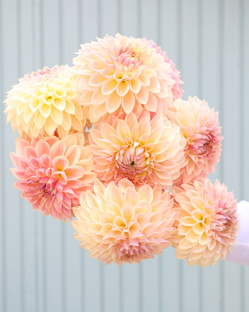 Ein üppiger Dahlienstrauß der Dahliensorte Bloomquist Alan vor einem blauen Hintergrund.