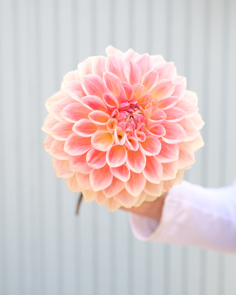 Nahaufnahme einer Blüte der Dahliensorte Bloomquist Alan vor einem blauen Hintergrund.