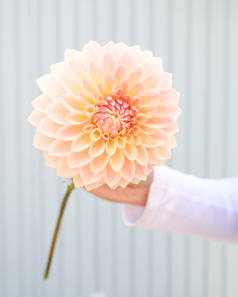 Nahaufnahme einer Blüten der Dahliensorte Bloomquist Alan vor einem blauen Hintergrund.