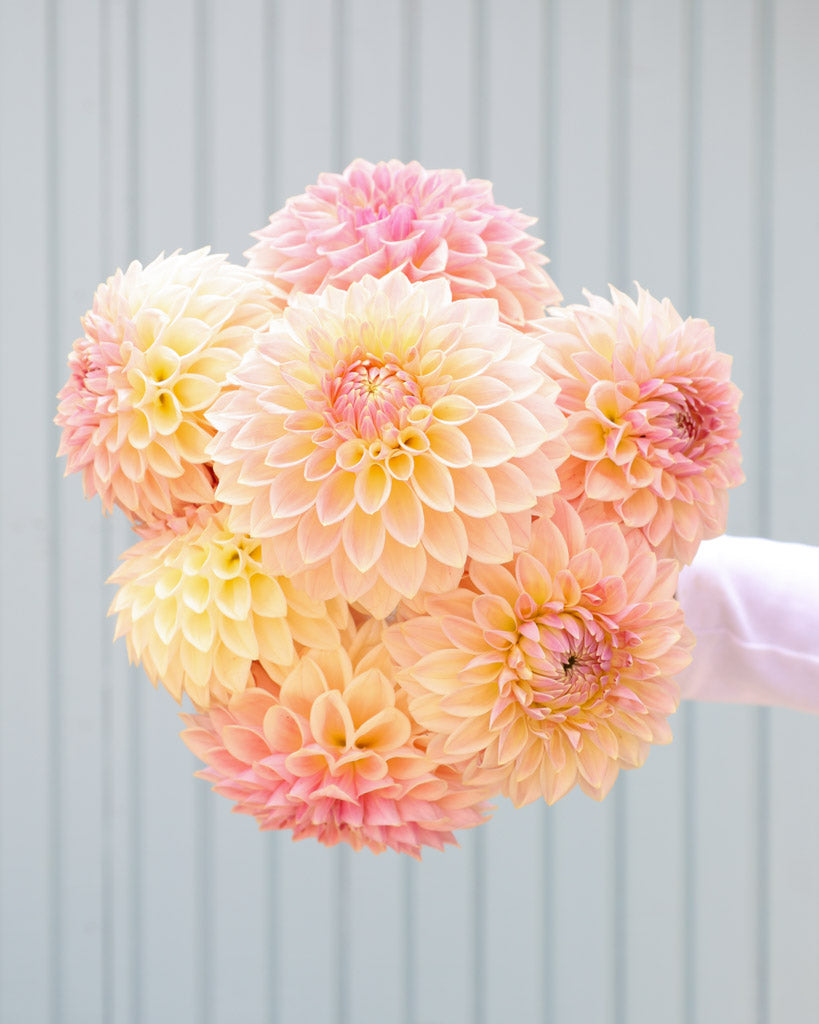 Dahlienstrauß der Dahliensorte Bloomquist Alan vor einer blauen Hintergrund.