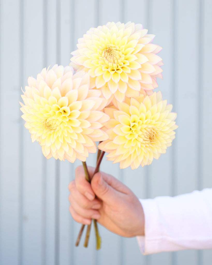 Nahaufnahme von drei Dahlien der Sorte Bloomquist Blush vor einem blauen Hintergrund.