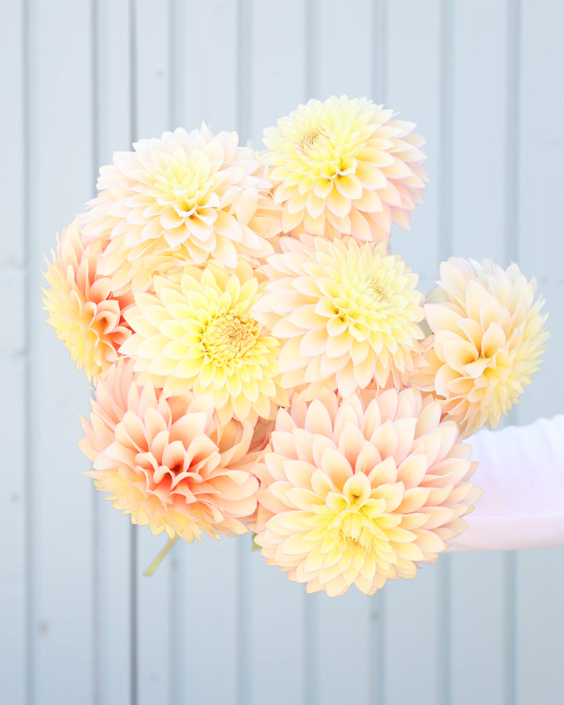 Nahaufnahme eines Dahlienstraußes der Sorte Bloomquist Blush vor einem blauen Hintergrund.