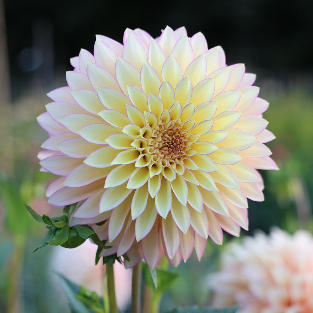 Dahlia Bloomquist Blush