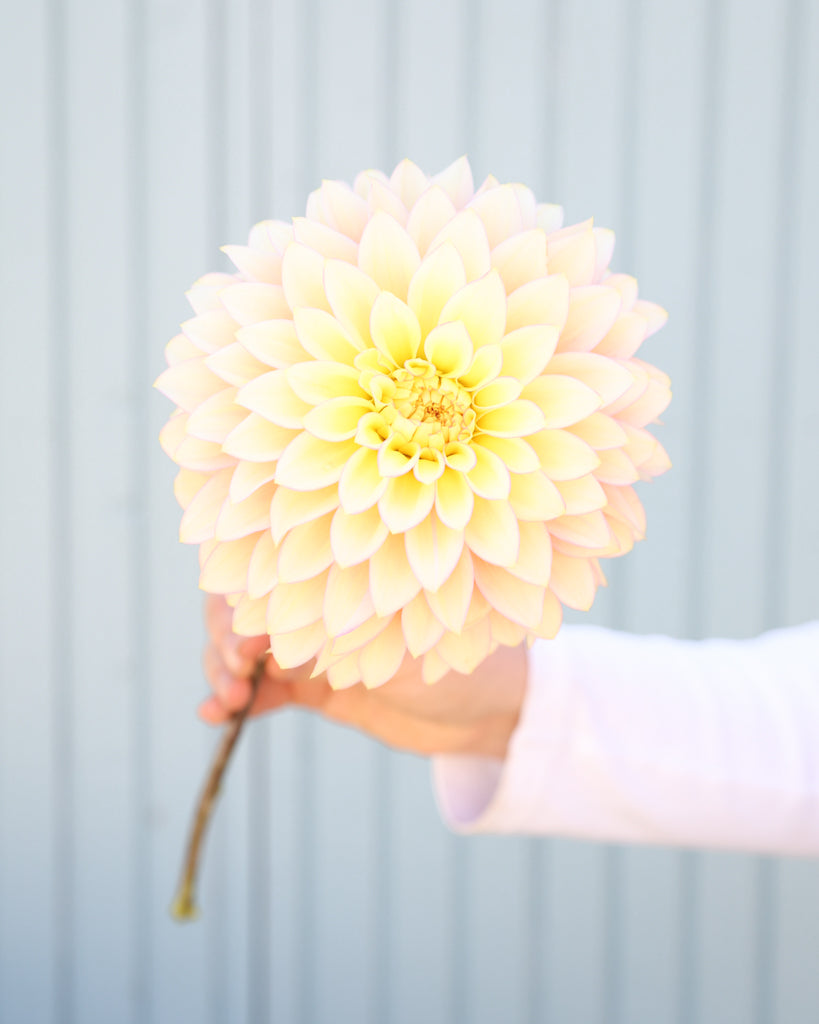 Nahaufnahme einer Dahlie der Sorte Bloomquist Blush vor einem blauen Hintergrund.
