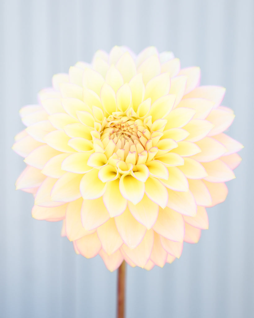 Nahaufnahme einer Dahlie der Sorte Bloomquist Blush vor einem blauen Hintergrund.