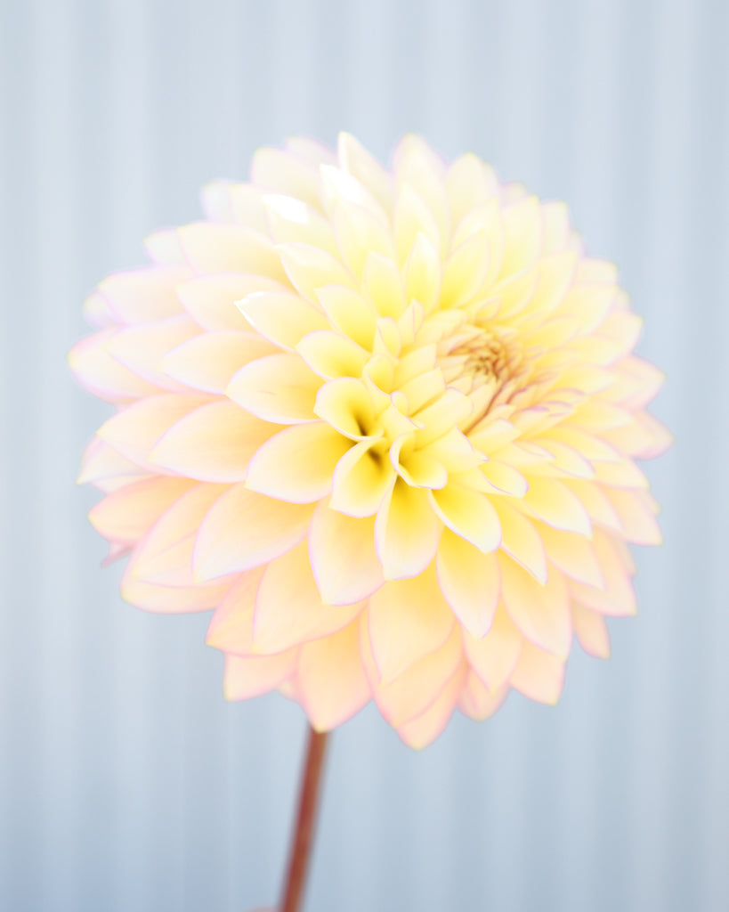 Nahaufnahme einer Dahlie der Sorte Bloomquist Blush vor einem blauen Hintergrund.