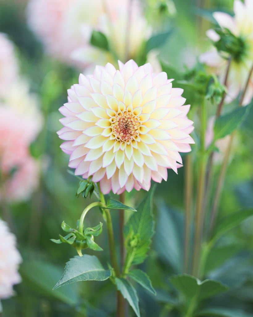Nahaufnahme einer Dahlie der Sorte Bloomquist Blush im Beet.