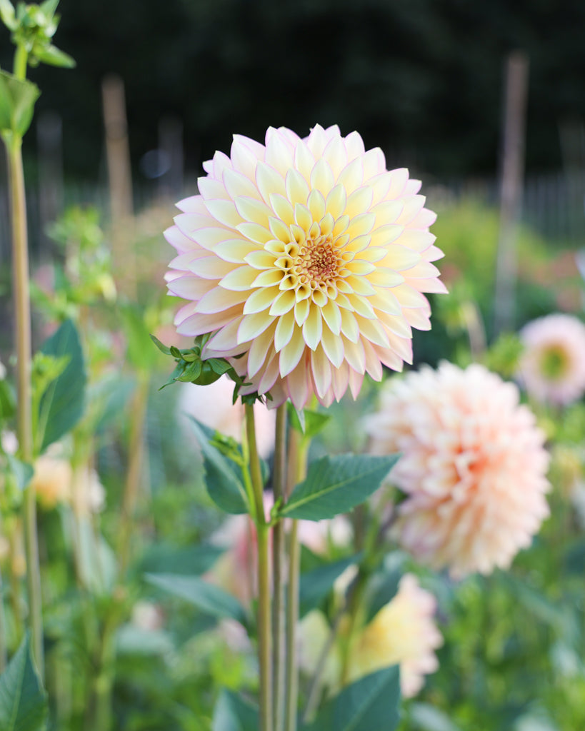 Nahaufnahme einer Dahlie der Sorte Bloomquist Blush im Beet.